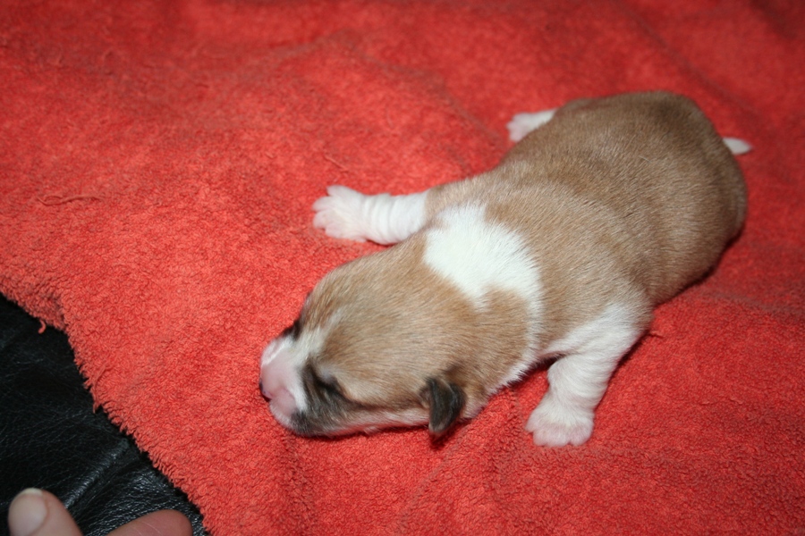 Puppies